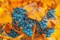 Grape bunch, very shallow focus Royalty Free Stock Photo