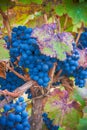 Grape bunch, very shallow focus Royalty Free Stock Photo