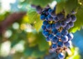 Grape bunch, very shallow focus Royalty Free Stock Photo