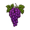 Grape bunches and leaves isolated. Vector sketch hand drawn