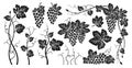 Grape bunches vine leaves engraved set sketch ink drawn outline grapes vintage design wine berry Royalty Free Stock Photo