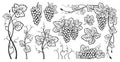 Grape bunches vine leaves ink sketch set vintage drawn outline grapes engraving design wine berry Royalty Free Stock Photo