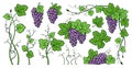 Grape bunches vine leaves vintage set sketch ink drawn outline grapes engraving design wine berry Royalty Free Stock Photo