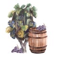 Grape bush with blue dark grapes, grapevine and a wooden wine barrel Watercolor painted illustration Royalty Free Stock Photo