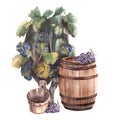 Grape bush with dark grapes, grapevine wooden bucket and wine barrel Watercolor painted illustration Royalty Free Stock Photo