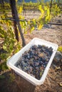 Grape bushels in crates during vineyard Fall harvest