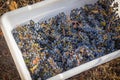 Grape bushels in crates during vineyard harvest in teh Fall