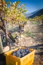 Grape bushels in harvest crates during vineyard Royalty Free Stock Photo