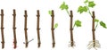 Grapevine vegetative reproduction scheme. Growth stages from propagule stem cutting to young rooted grapevine plant Royalty Free Stock Photo