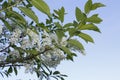 Grape cherry, cherry blossom on the branch, in white with green leaves in front of blue sky