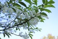 Grape cherry, cherry blossom on the branch, in white with green leaves in front of blue sky