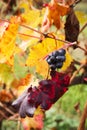 Grape closeup in autumn with red and yellow leaves