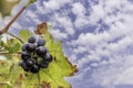 Grape cluster against the background of autumn foliage and sky with clouds Royalty Free Stock Photo