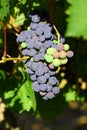 Grape cluster with blue dark berries hanging and ripening on a bush with green leaves Royalty Free Stock Photo