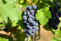 Grape cluster with blue dark berries hanging and ripening on a bush with leaves Royalty Free Stock Photo