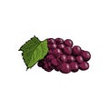 Grape cluster with grape leaf Vintage Hand Drawn Sketch Vector illustration.