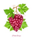 Grape cluster with green leaves.