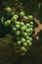 Grape cluster on twig of vine in a vineyard