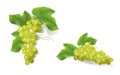 Grape clusters