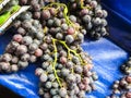 Grape clusters, grape grain Royalty Free Stock Photo