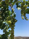 Grape clusters, grape grain Royalty Free Stock Photo