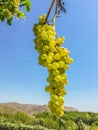 Grape clusters, grape grain Royalty Free Stock Photo