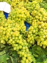 Grape clusters, grape grain Royalty Free Stock Photo