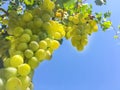 Grape clusters, grape grain Royalty Free Stock Photo