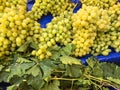 Grape clusters, grape grain Royalty Free Stock Photo