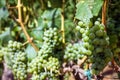 Grape clusters, growing white vine grapes, vineyard Royalty Free Stock Photo