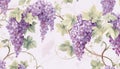 grape clusters and vines in watercolor