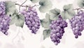 grape clusters and vines in watercolor