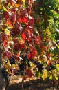 Grape clusters on vinetree