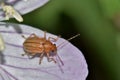 Grape Colaspis beetle on a pink wildflower. Royalty Free Stock Photo