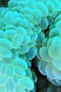 Grape coral Royalty Free Stock Photo