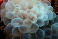 Grape Coral (Bubble) Royalty Free Stock Photo