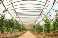 Grape Corridor in the Park, North China Royalty Free Stock Photo