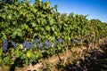 Grape crops dedicated to the elaboration of the famous Rioja wine Royalty Free Stock Photo