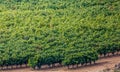 Grape crops dedicated to the elaboration of the famous Rioja wine Royalty Free Stock Photo