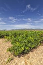 Vineyards in the region of La Rioja Royalty Free Stock Photo