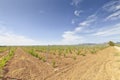 Vineyards in the region of La Rioja in Spain Royalty Free Stock Photo