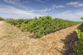 Vineyards in the region of La Rioja in Spain Royalty Free Stock Photo