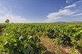 Vineyards in the region of La Rioja in Spain Royalty Free Stock Photo
