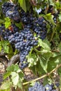 Vineyards in the region of La Rioja in Spain Royalty Free Stock Photo