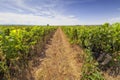 Vineyards in the region of La Rioja in Spain Royalty Free Stock Photo