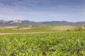 Vineyards in the region of La Rioja in Spain Royalty Free Stock Photo