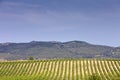 Vineyards in the region of La Rioja in Spain Royalty Free Stock Photo