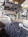 Grape crusher at winery Royalty Free Stock Photo