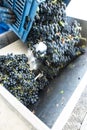 Grape crushing machine