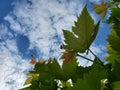 Fresh leaves of grape with curved tendril against clouds in blue sky Royalty Free Stock Photo